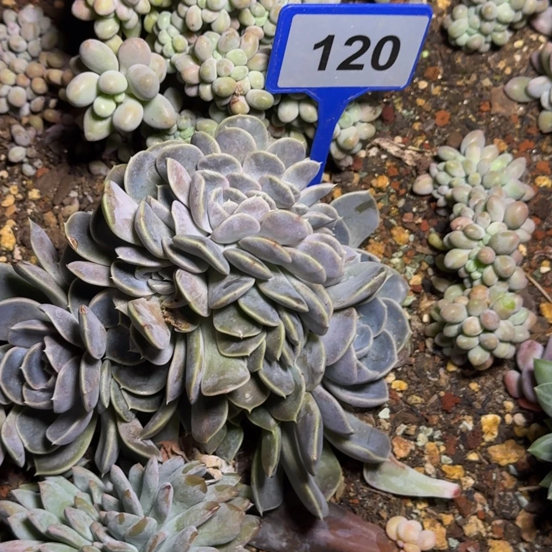 多肉植物汉堡缀化120