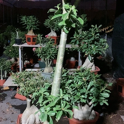 【闪购商品】无花朵夏**薇
