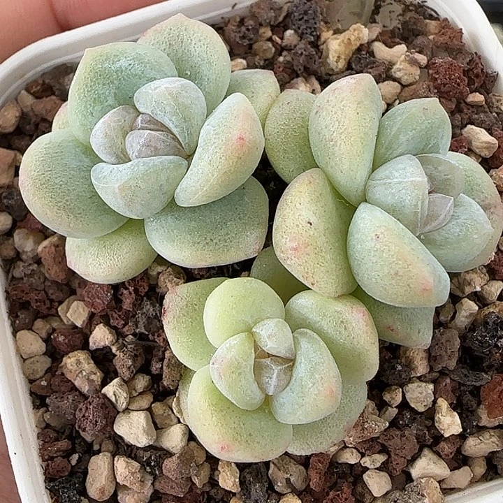 冰玉石化小群包整