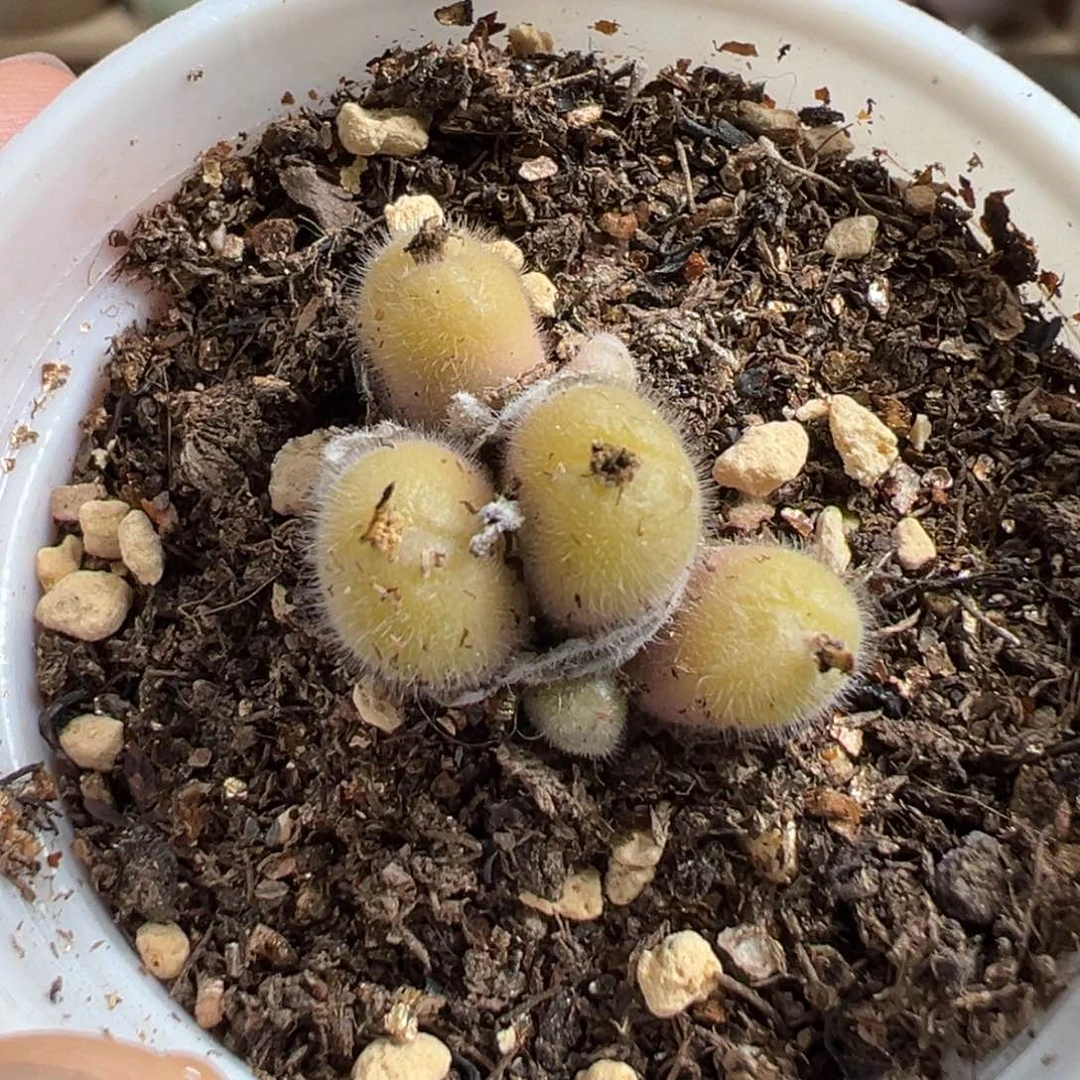 多肉植物234号毛球