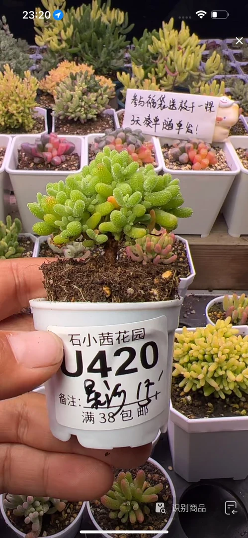 星河-金桔-多肉植物枝干番杏