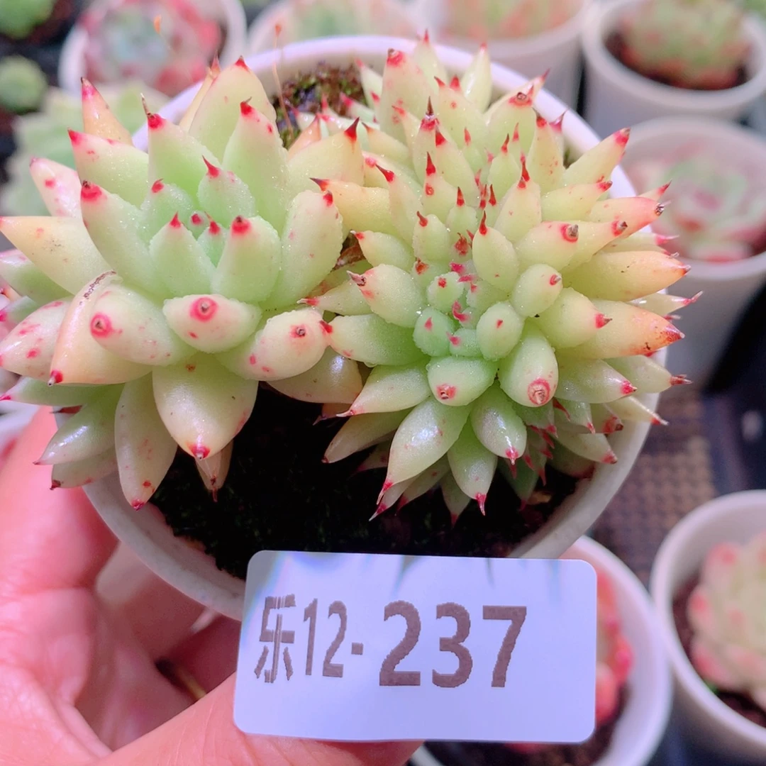 乐然12-237 虎鲸缀化