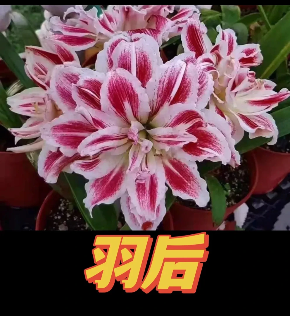 羽后）朱顶红种球直径6-8厘米