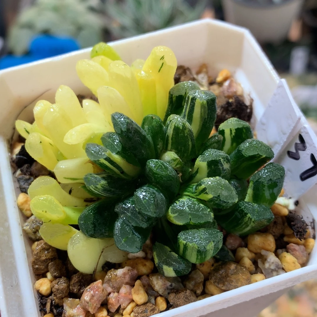 37号变异小窗万象锦