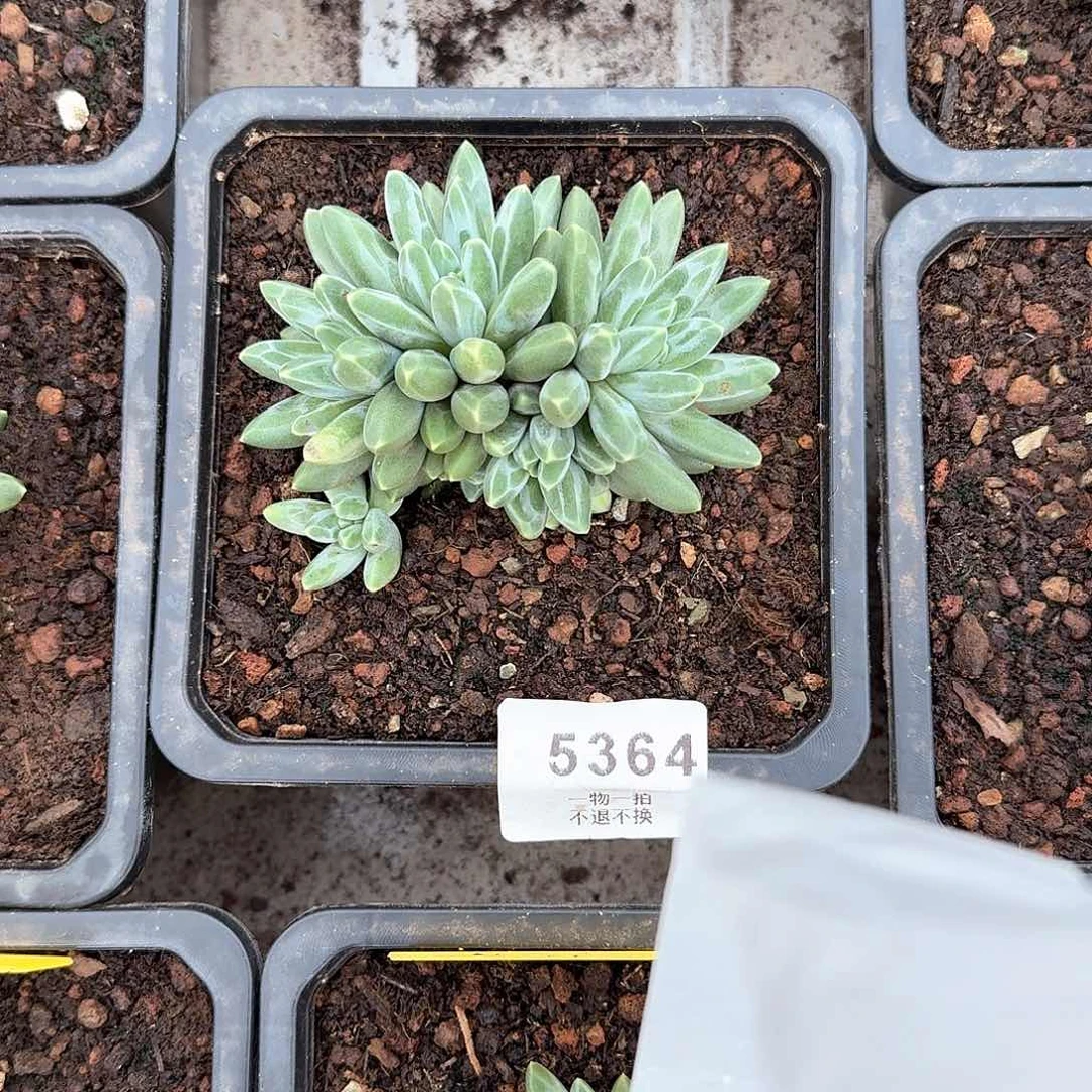 泡***沫5364伊卡鲁斯多肉