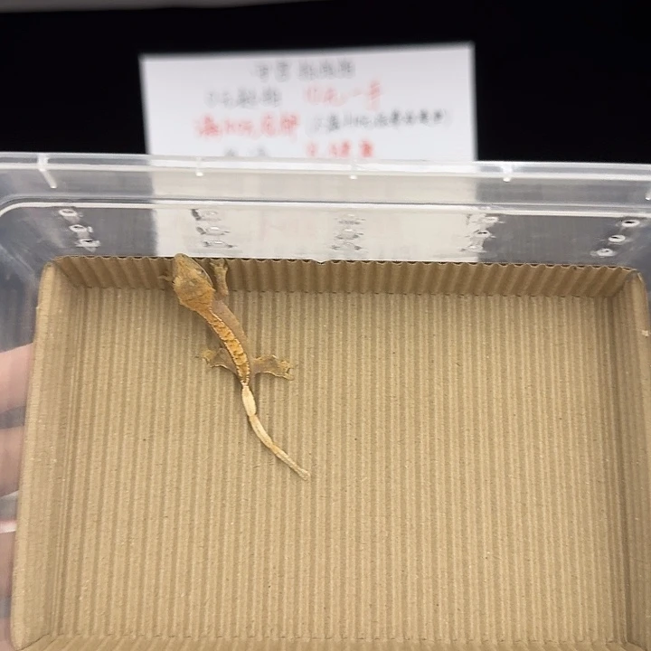 睫角守宫高级奶油