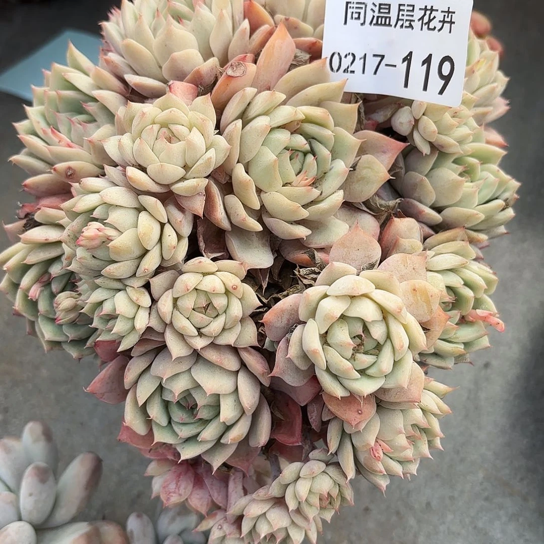 同温层多肉119踢劈