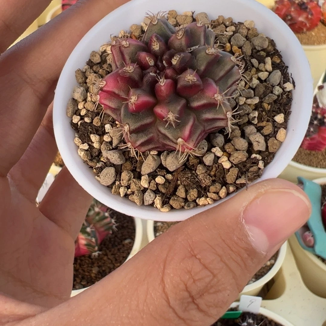 55 好看的米哈冲冲冲冲