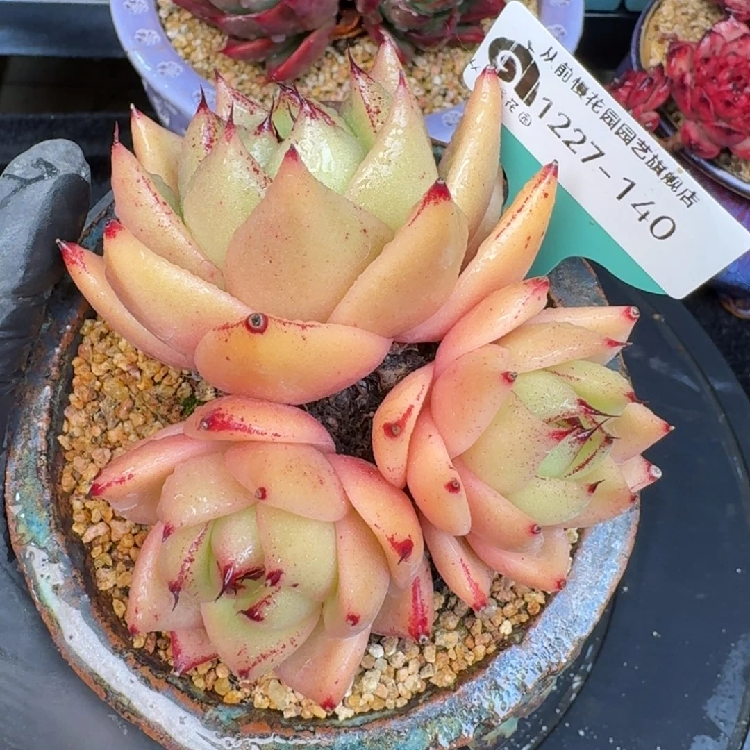 从前慢多肉精选编号1227.140米勒