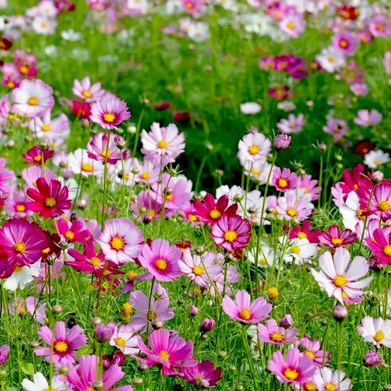 【1000粒50品种丨新疆西藏包邮】花海种子组合庭院阳台盆栽易成活