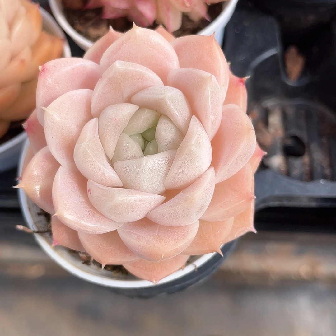 优选麦秆福利1070