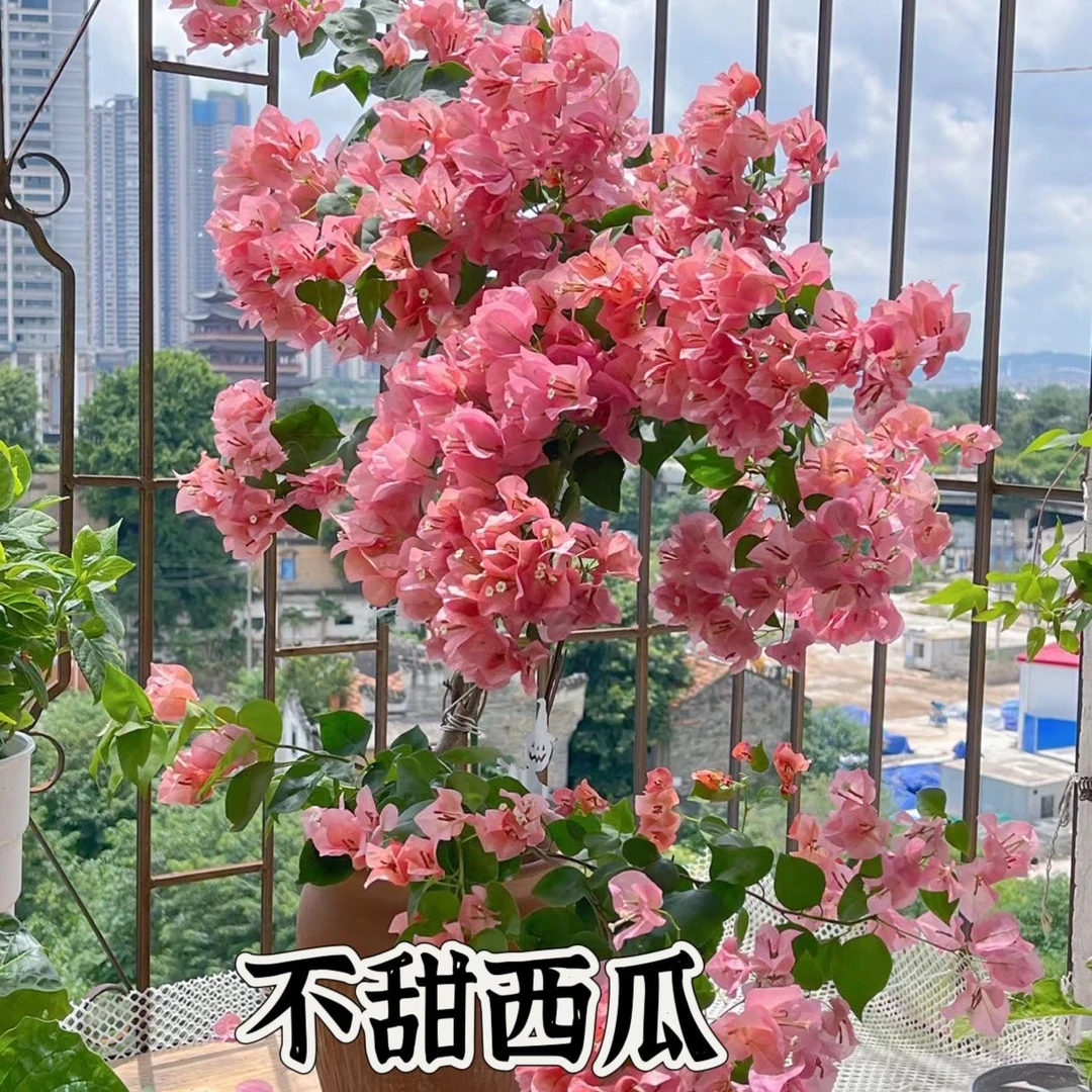 【不甜西瓜】三角梅h四季开花好养勤花品种苗不带盆不带花