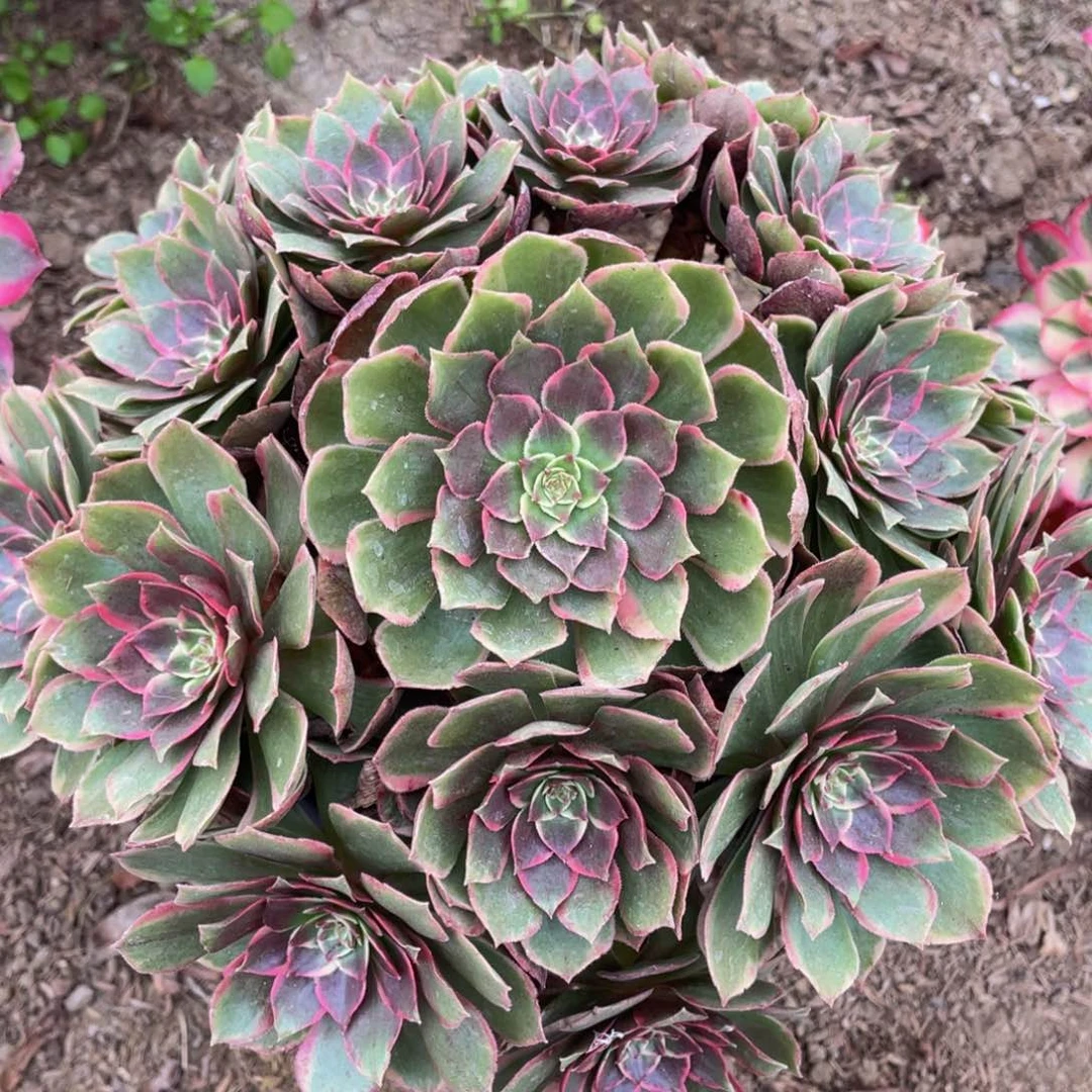 012粉花妖精品法师老桩