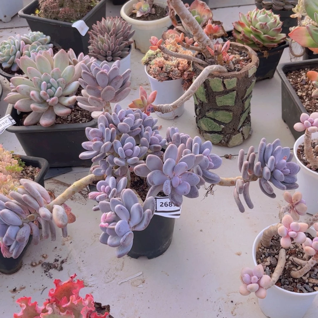 桃美人多肉植物2689