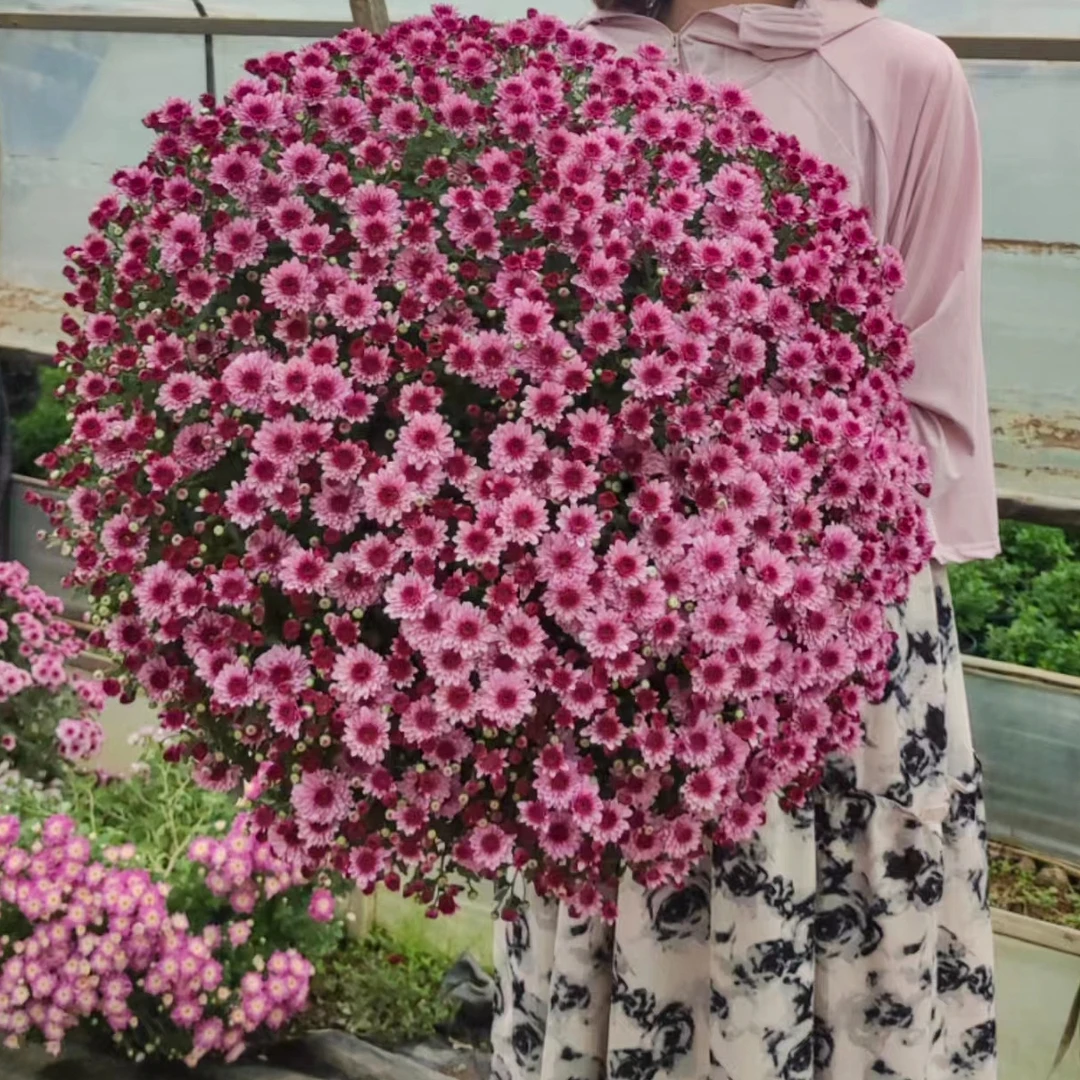 大盆千头球菊草莓甜心适合阳台地栽庭院易养护趣味美观