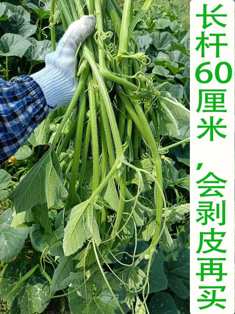 广西农家种植南瓜叶南瓜藤南瓜苗嫩尖嫩叶当季新鲜蔬菜