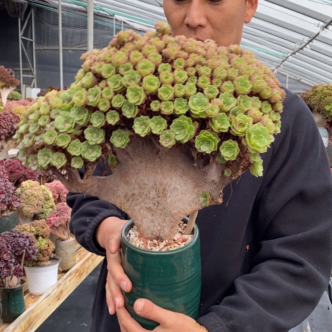 万圣节朵朵缀不带盆土有干伤