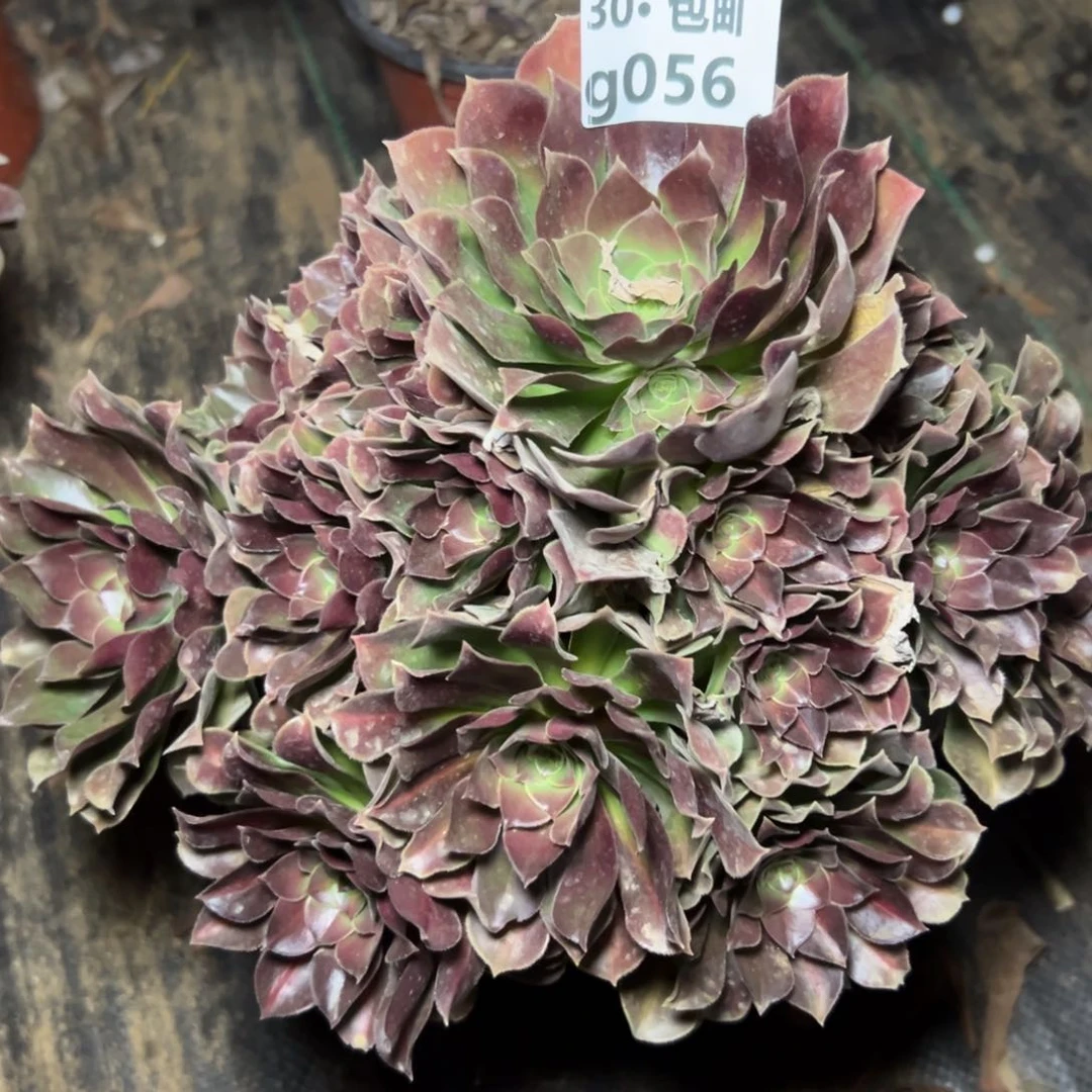 056女巫中斑多肉法师