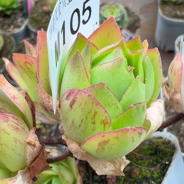 苗苗山地玫瑰笙箫默芽一个106