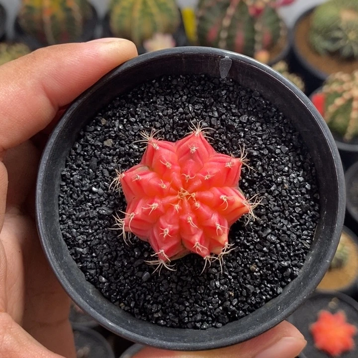 蜜**果精品米哈——脱土发货