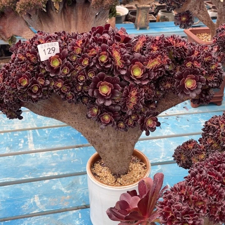 稻*人129号欧子法师朵朵