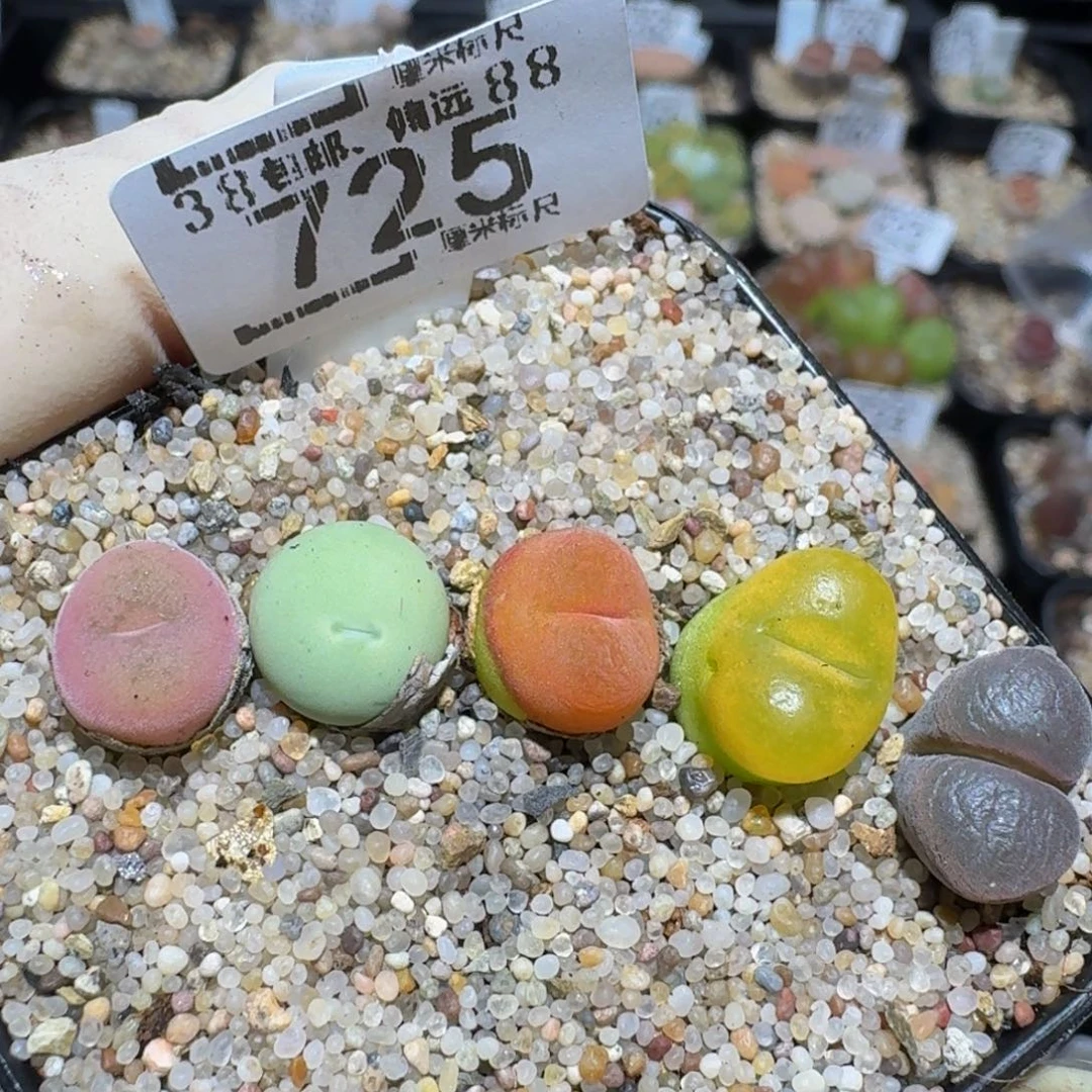 zzzzz精品生石花725