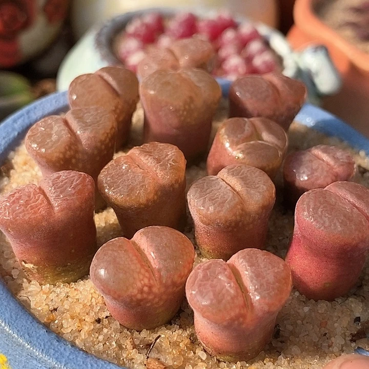 风铃c10风铃一颗    买2送1