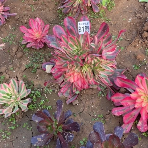 199美杜莎不包断枝