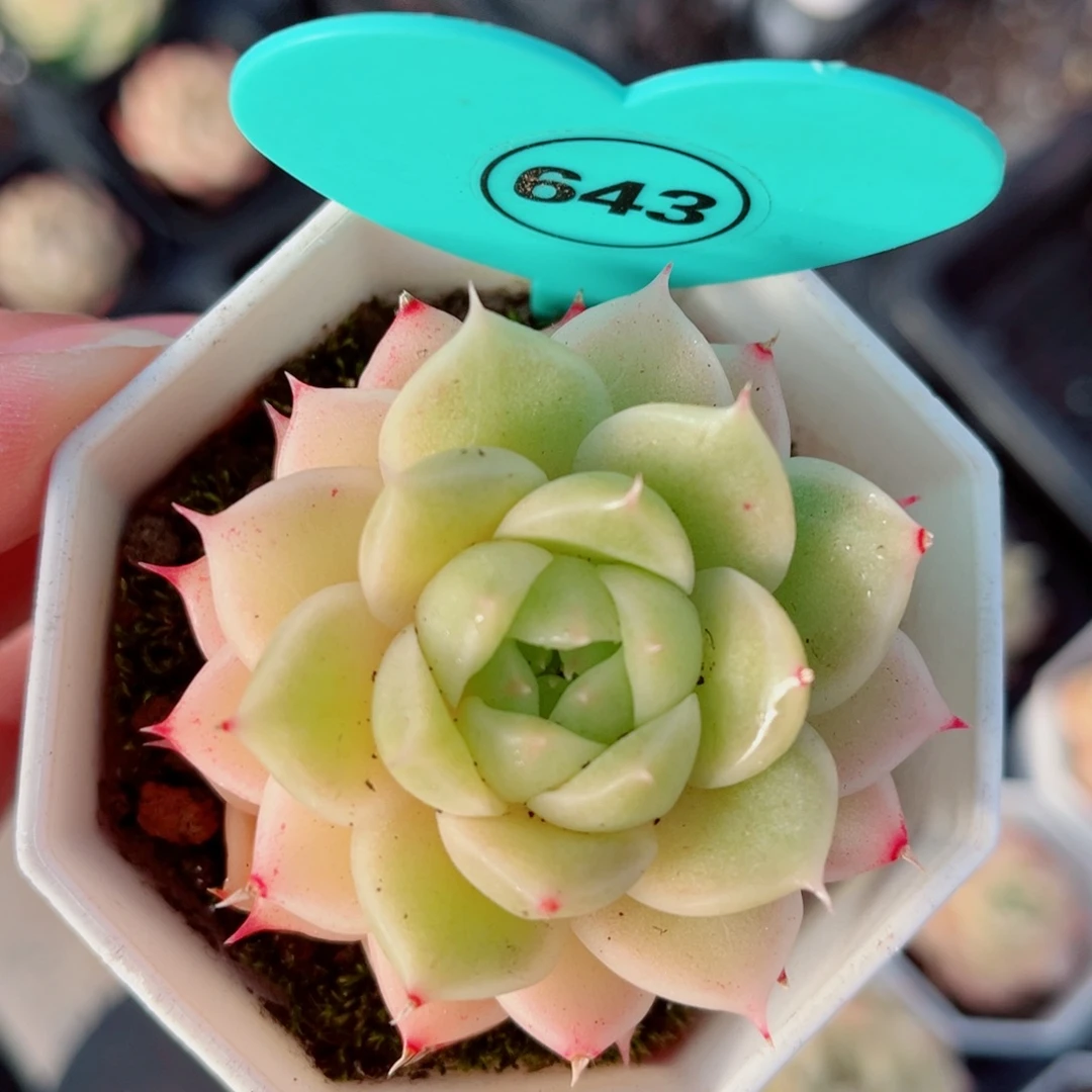 643号珍妮麦秆单头