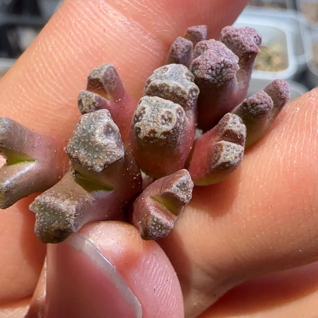 火柴杂哥斯拉多肉植物