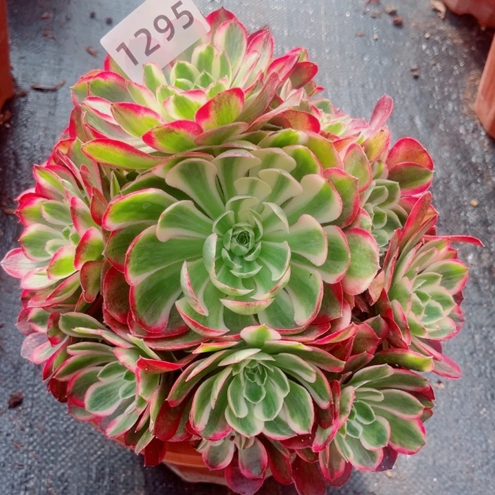 孔雀翎超白锦新品冰玉开播福利