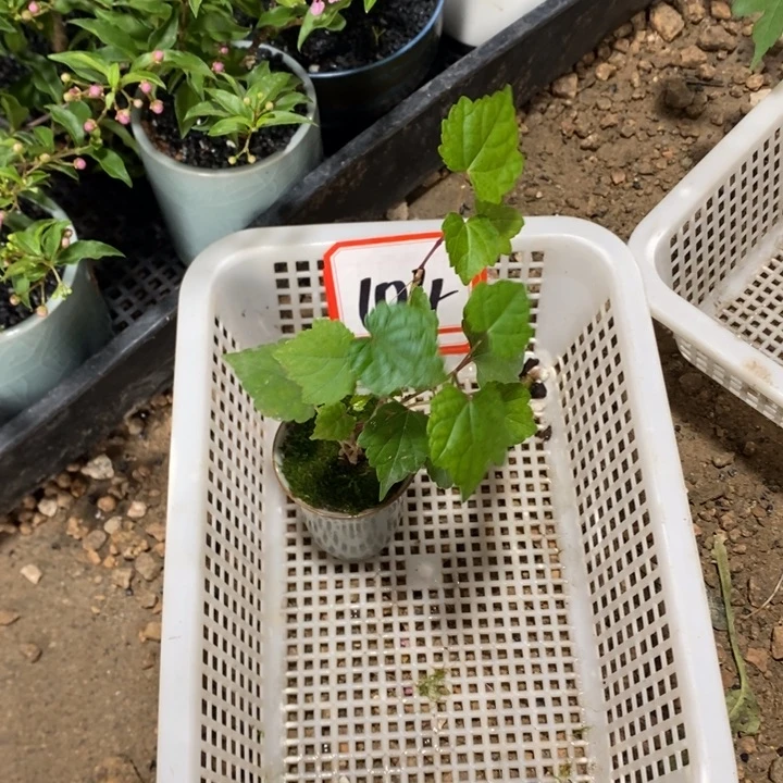承***雷无花朵一物一拍104
