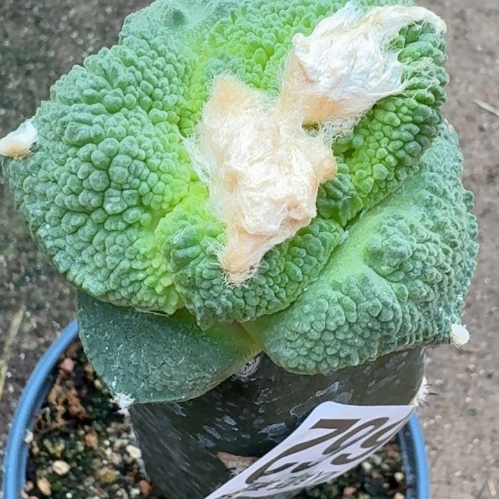 小***椒无花朵福利苗接哥怒662