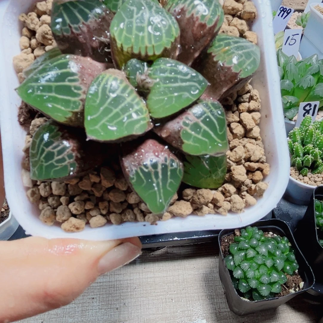 森之魅惑多肉植物666