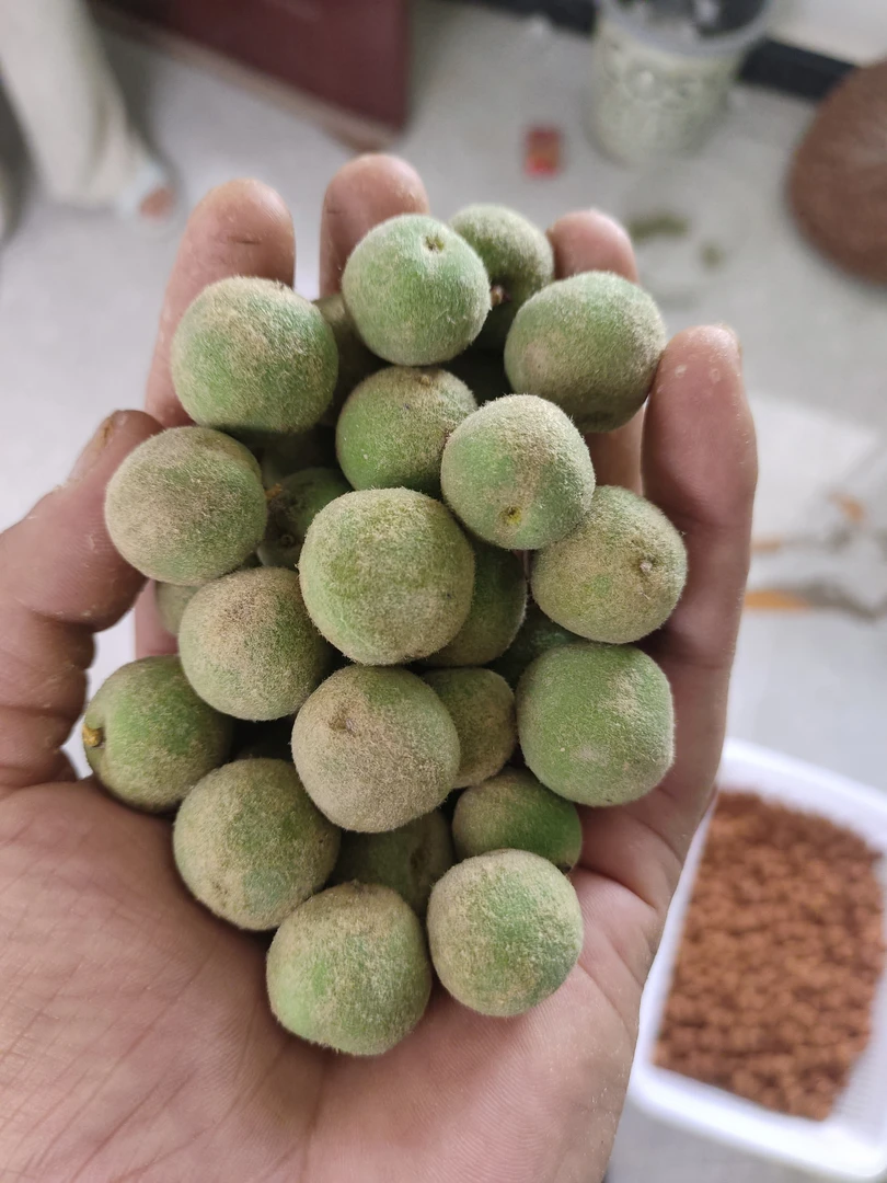 龙纹桃核凤羽青皮1斤（1.2-1.6尺寸，120粒以上）