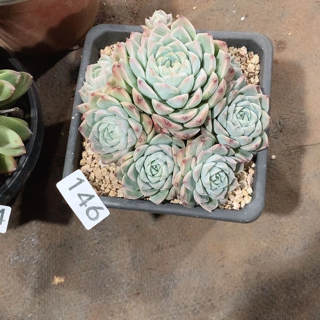 146杂    一物一拍