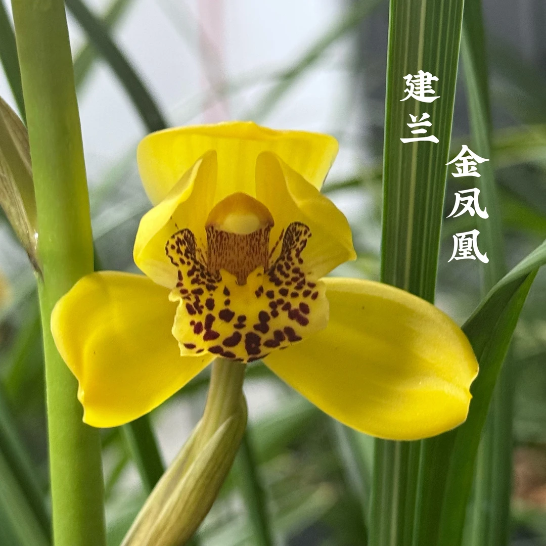 建兰【金凤凰】四季兰 金中国 国兰室内书房办公室四季开花浓香