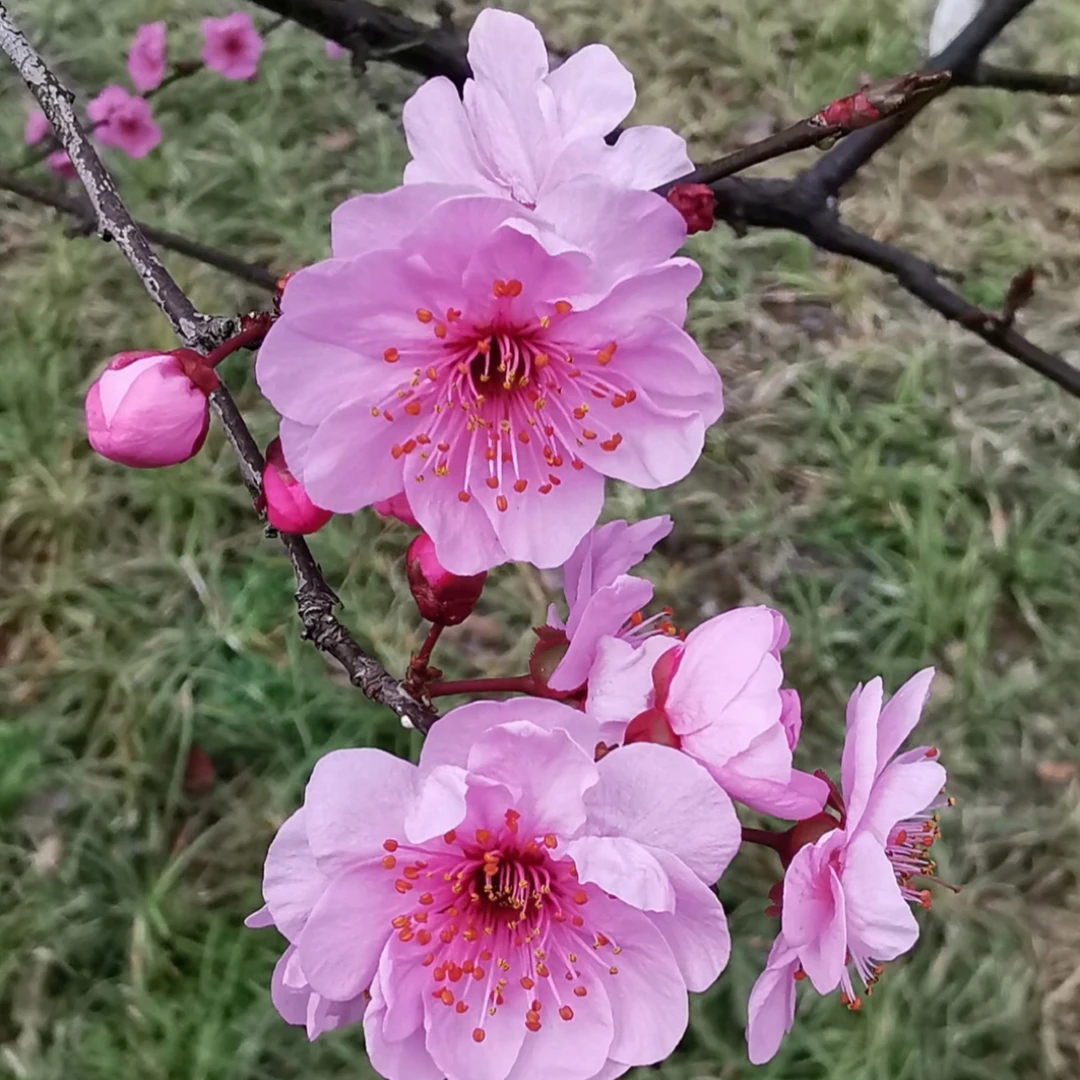 【一物一拍】耐寒高杆梅花红梅美人梅腊梅地栽庭院行道树景观树木