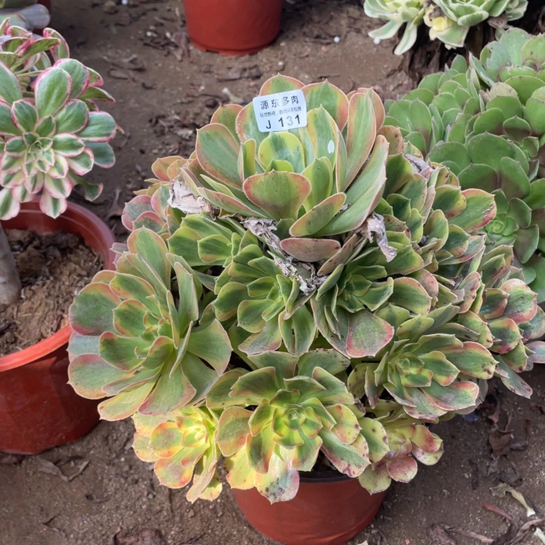 131红秀多肉法师断枝不包