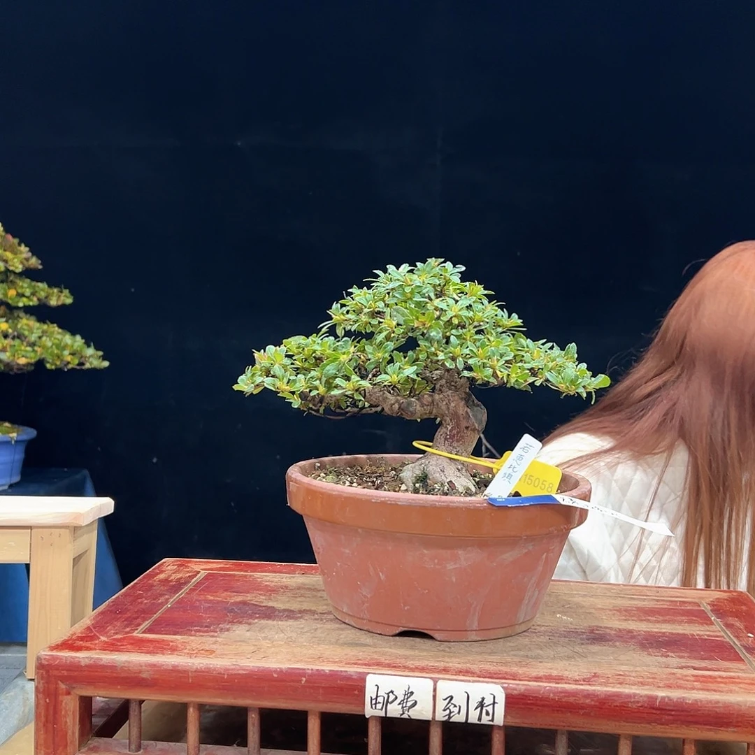 用***1无花朵杜鹃花的诗作是