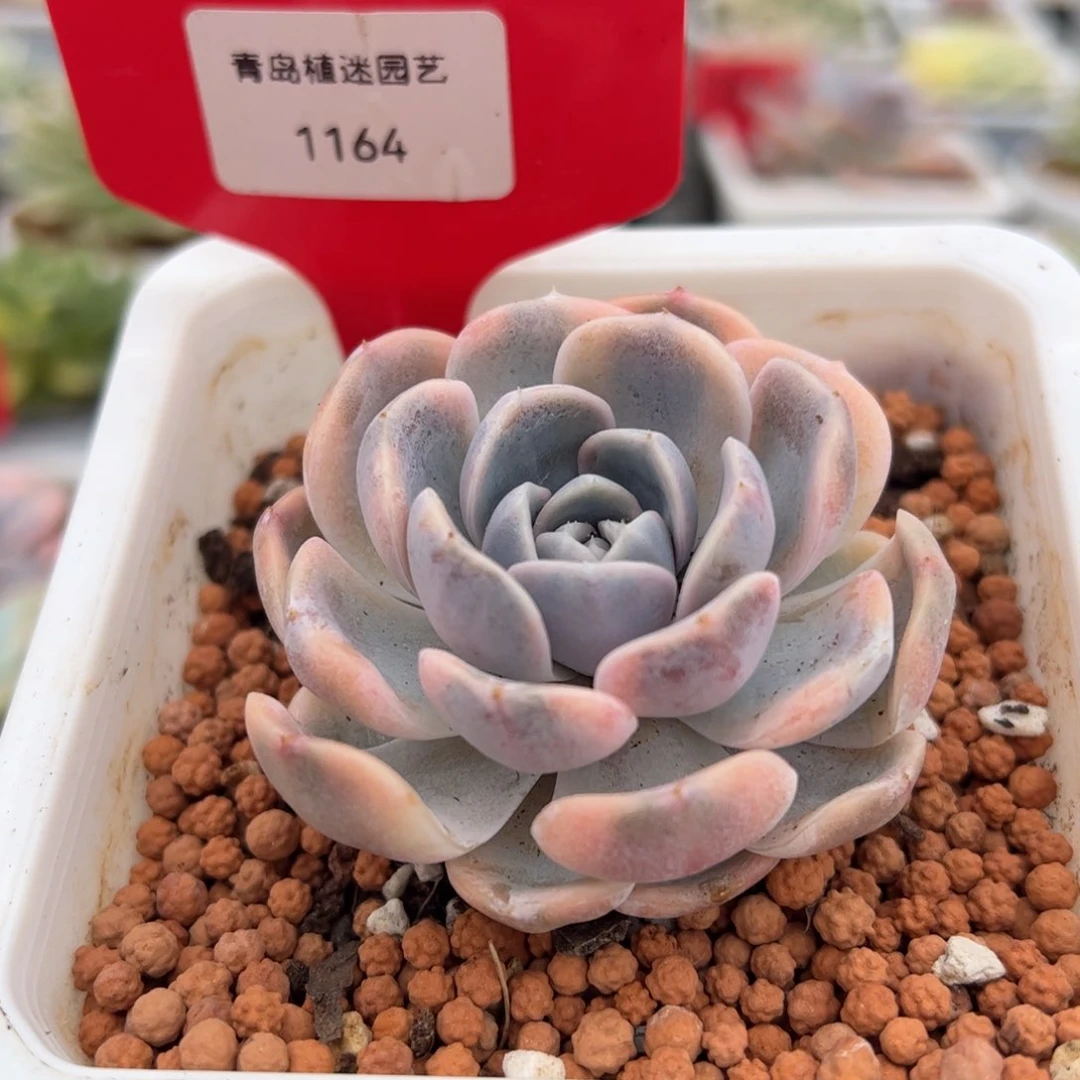 1164号汉堡多肉植物