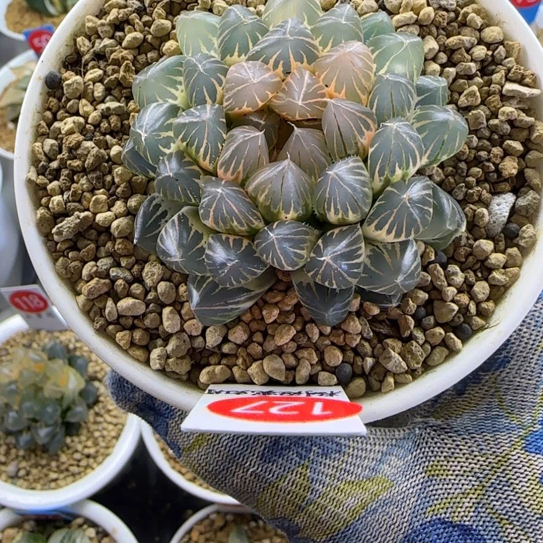 127粉白糊斑 5.8 厘米左右一物一拍带盆