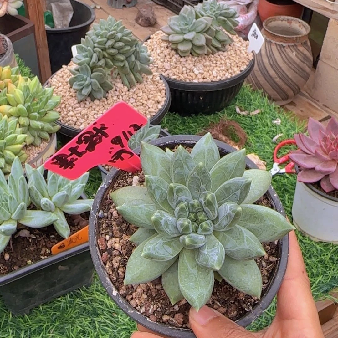 默默姐姐多肉植物