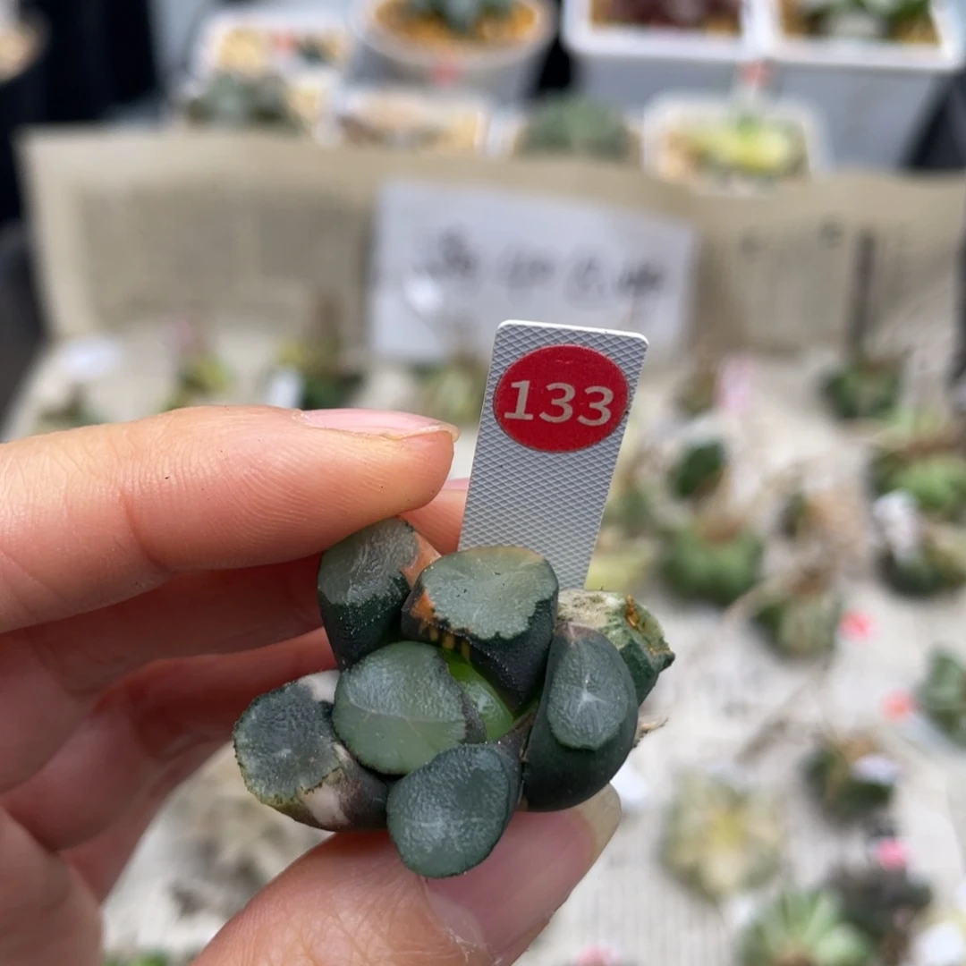 小蔡的菜园 133 地栽山之翠锦