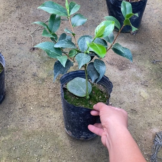 当前无花栽培后可以开花抓破美人脸茶花苗