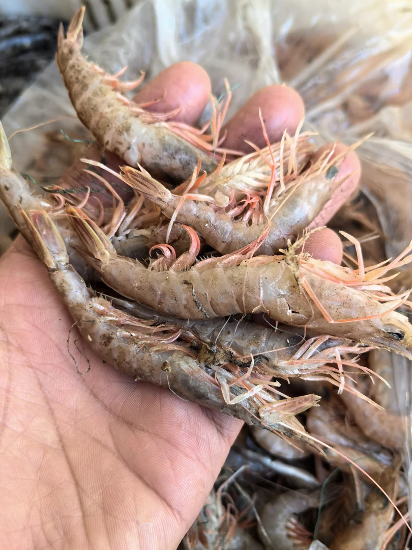 明图新鲜野生海捕蛎虾4斤（统货个别掉头介意勿拍）顺丰包邮