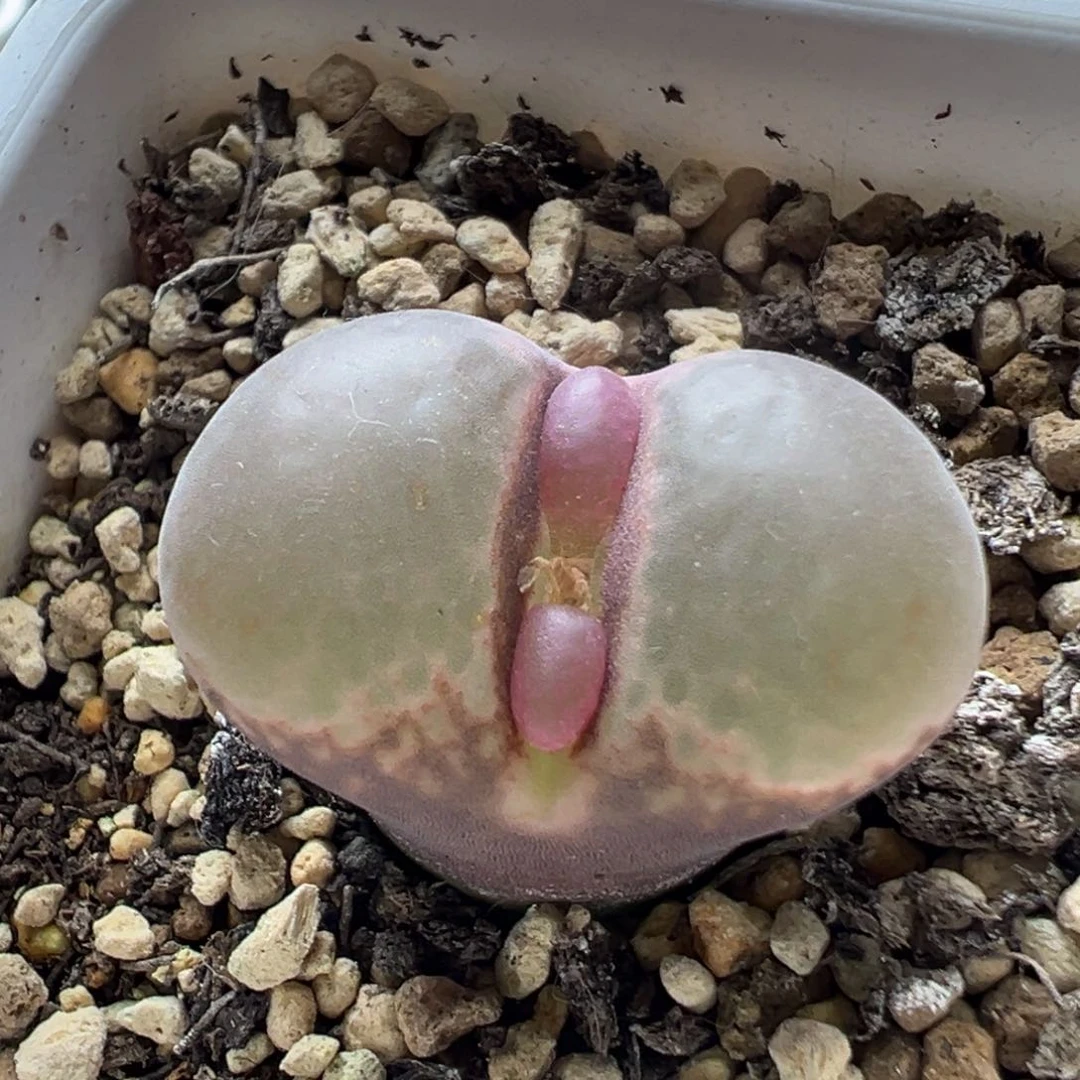 无花朵实生风铃玉13号