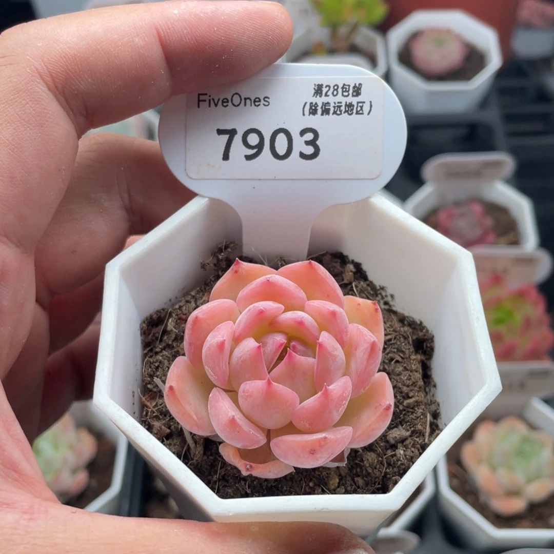 颂歌7903-4.0厘米