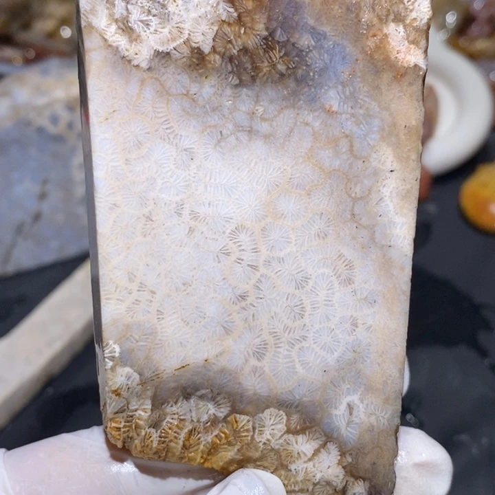 【闪购商品】未镶嵌珊瑚玉硅化玉