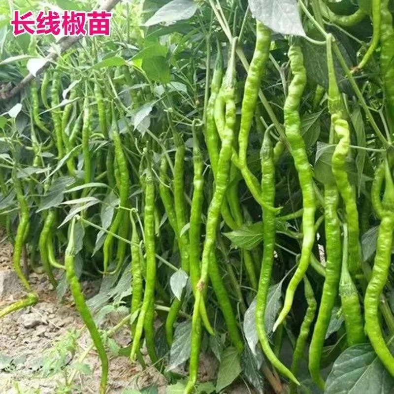 高产长线杭椒苗微辣清脆辣椒苗